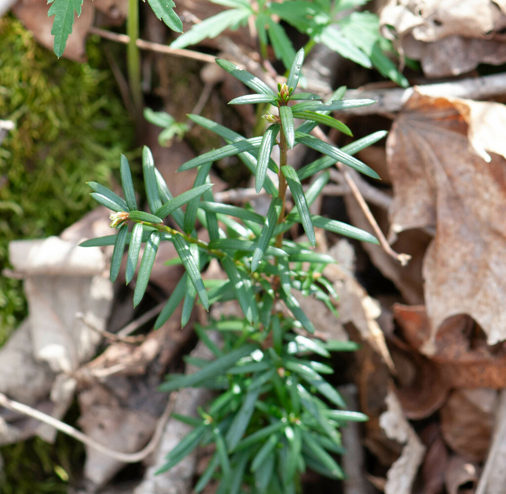 Canada yew in March 2024 by johnbotany · iNaturalist