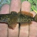 Marbled Sculpin - Photo (c) prickly_sculpin, all rights reserved, uploaded by prickly_sculpin