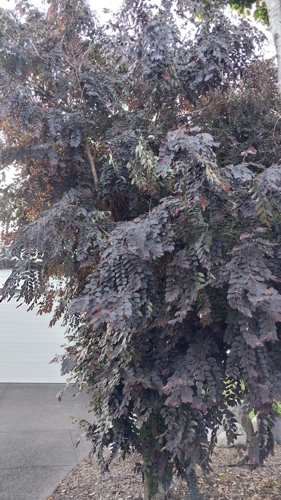Brenia Tree Breynia from Noosa Heads QLD 4567, Australia on February 7, 2024 at 05: ...