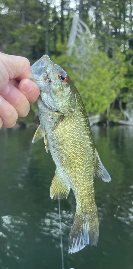 Smallmouth Bass from Indian Lake, Whiting, ME, US on May 28, 2023 at 06 ...