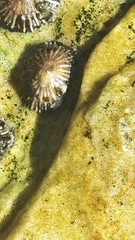 Siphonaria concinna image