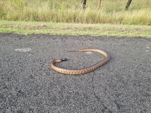 Black-headed Python sighting