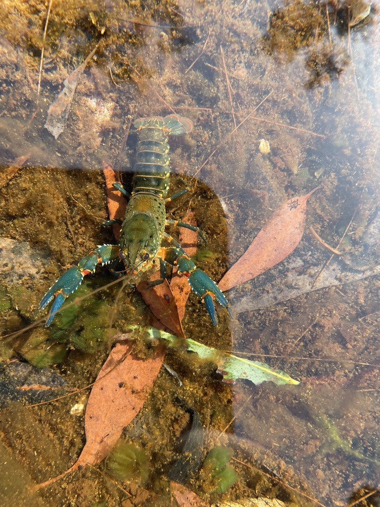 Giant Spiny Crayfish from Royal National Park, Royal National Park, NSW ...