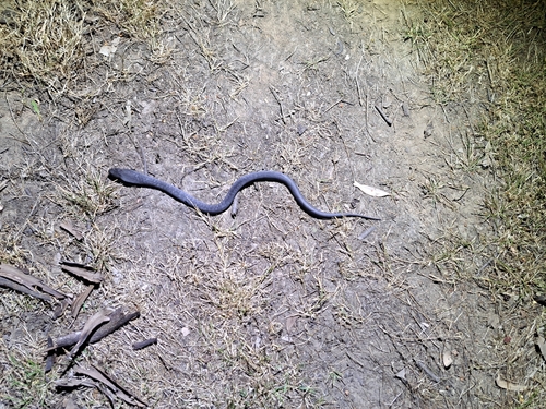 Blue-bellied Black Snake sighting