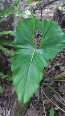 Image of Anthurium brownii