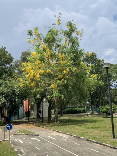 Cassia fistula - Leaves