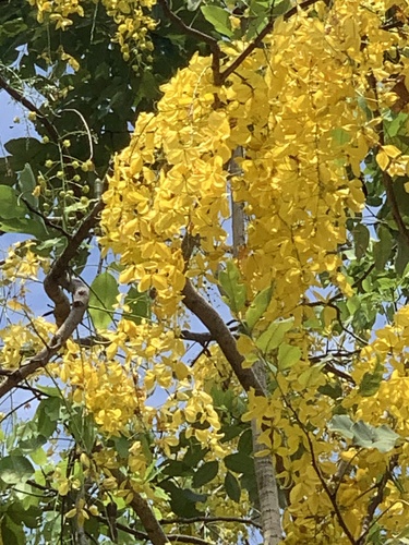 Cassia fistula - Leaves