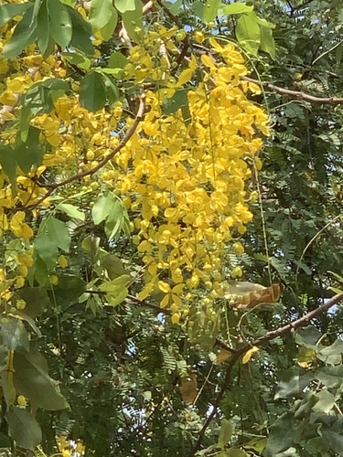 Cassia fistula - Whole tree