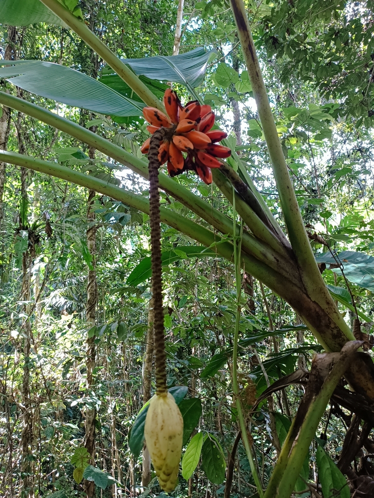 Musa johnsii