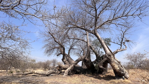 African baobab