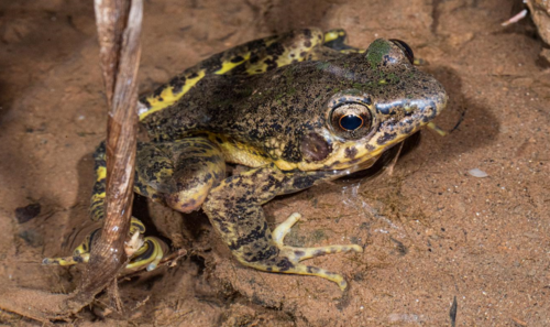 Diskless-fingered Odorous Frog