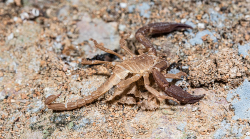 Scorpiops yangi