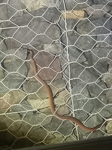 Brown Tree Snake sighting