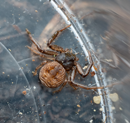 Coriarachne depressa