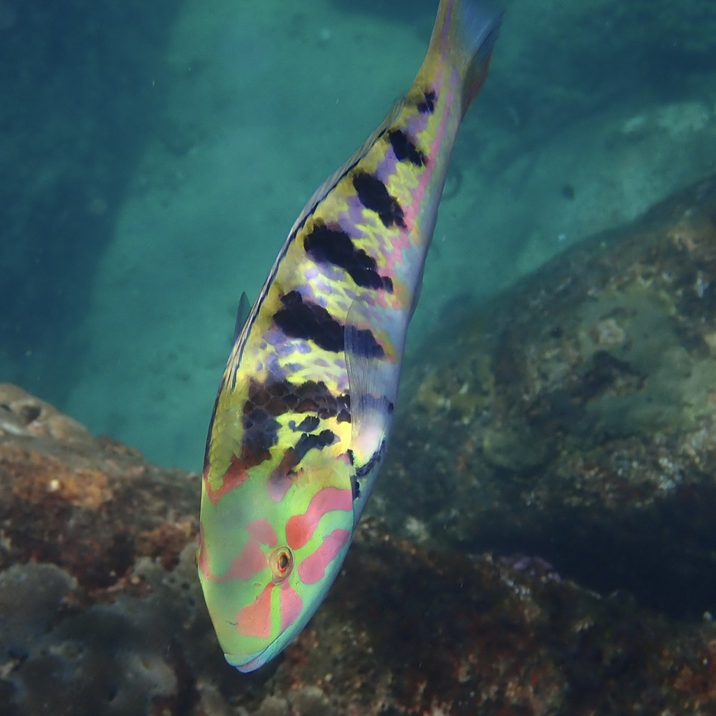 Parrotfish