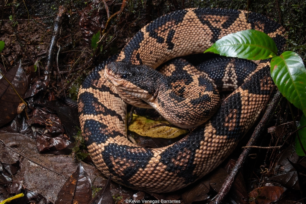 Black-headed Bushmaster from MCMQ+4VG Cruce del carril, Provincia de ...