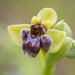 Ophrys bombyliflora - Photo 由 Luigi Torino 所上傳的 (c) Luigi Torino，保留所有權利
