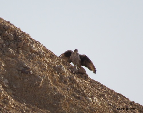 Bonelli's Eagle