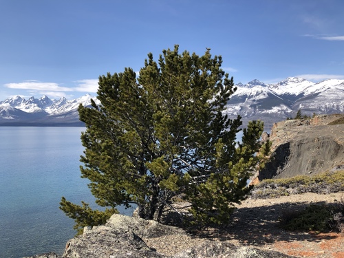 Whitebark Pine