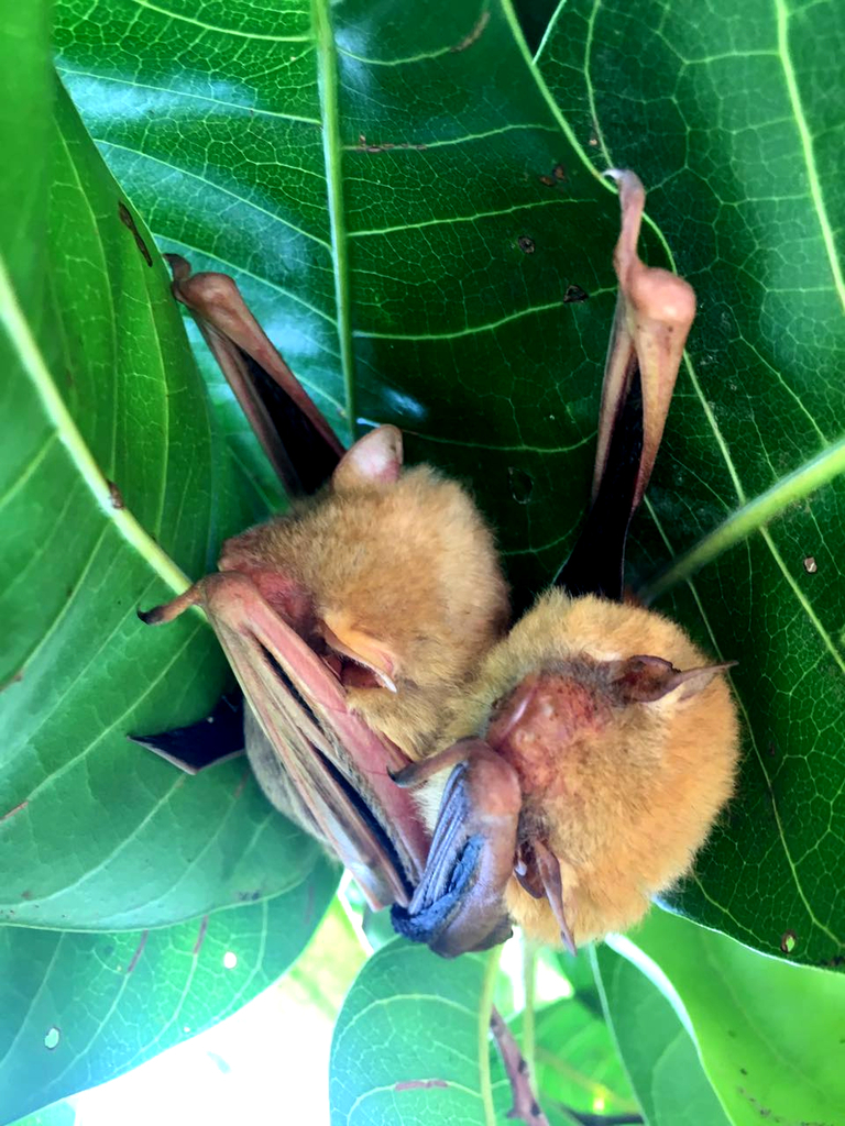 Tickell's bat (Hesperoptenus tickelli)