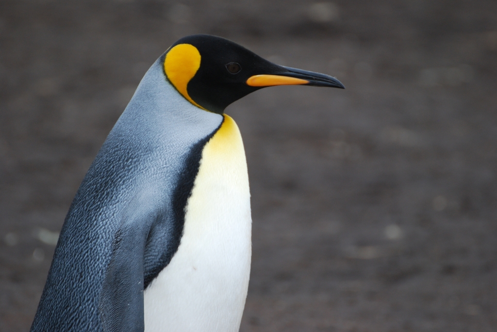 King Penguin from Oost-Falkland, FIQQ 1ZZ, FIQQ 1ZZ, Falkland Islands ...