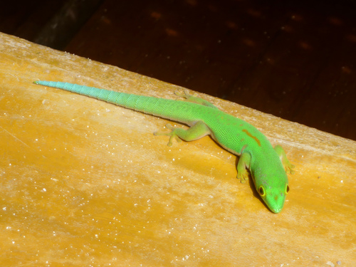 Peacock Day Gecko