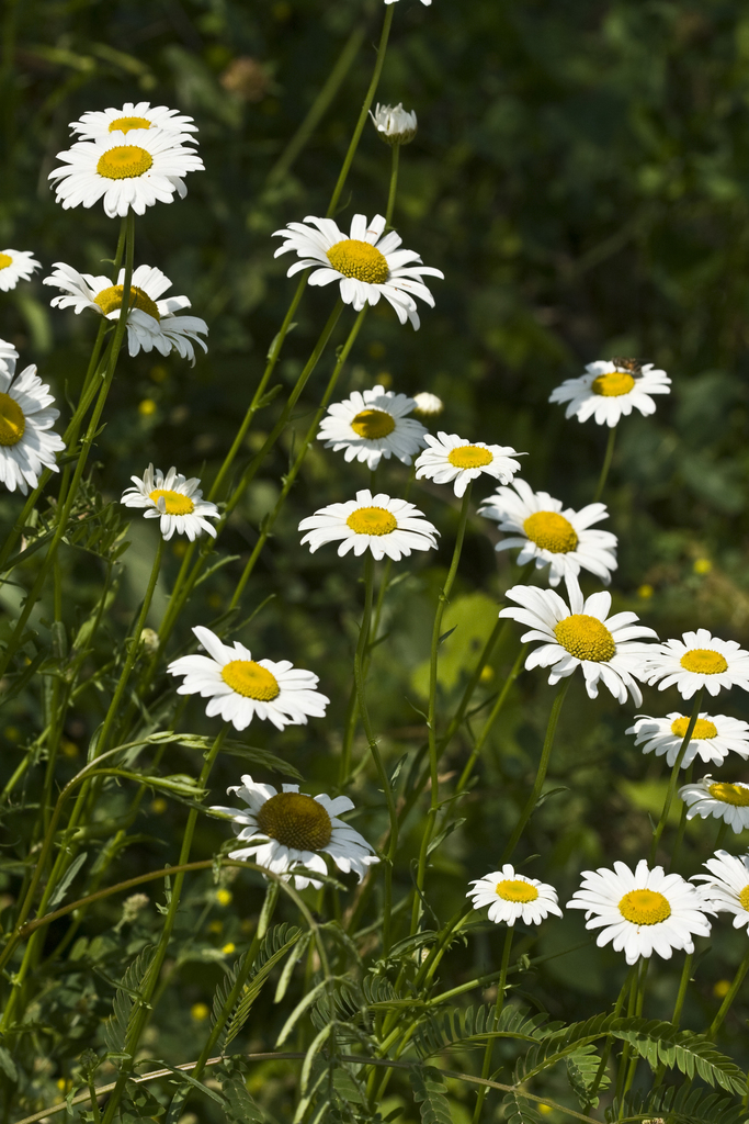 Ox-eye daisy (Chrysanthemum leucanthemum) · iNaturalist