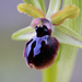 Ophrys sphegodes passionis - Photo 由 Luigi Torino 所上傳的 (c) Luigi Torino，保留所有權利