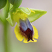 Lesser Yellow Bee Orchid - Photo (c) Luigi Torino, all rights reserved, uploaded by Luigi Torino