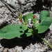 Euphorbia exserta - Photo (c) Jay L. Keller, όλα τα δικαιώματα διατηρούνται, uploaded by Jay L. Keller