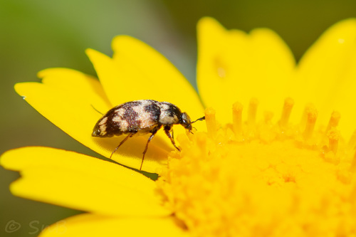 Attagenus trifasciatus