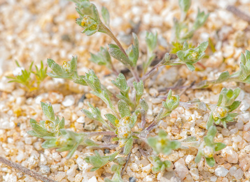 oil neststraw (Stylocline citroleum)