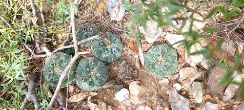 Gymnocalycium berchtii
