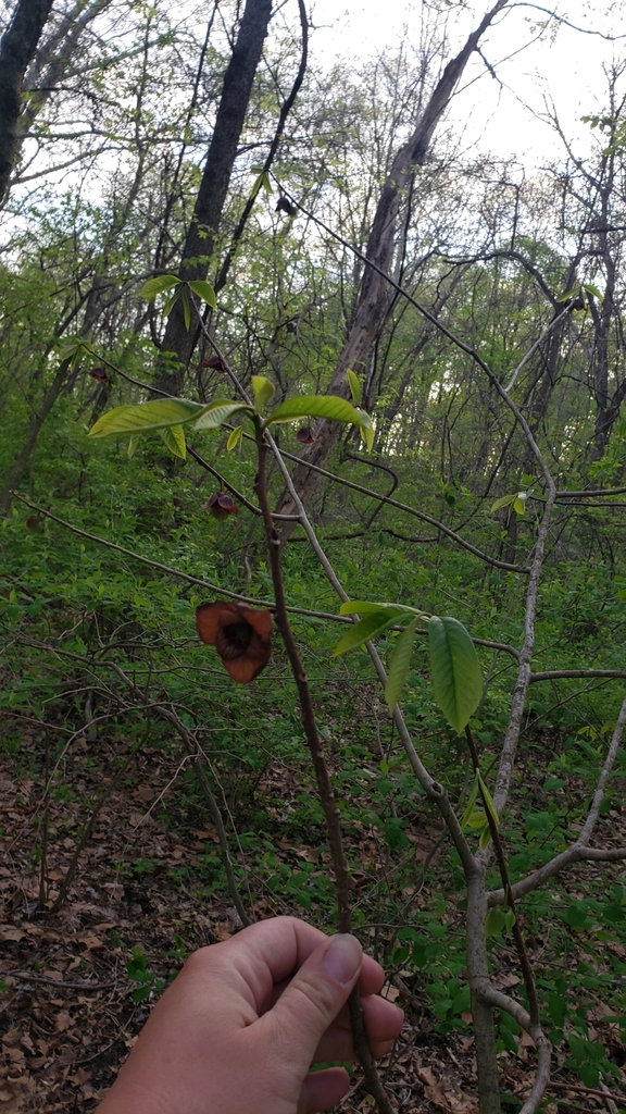 common pawpaw from Madison County, US-IL, US on April 18, 2023 at 06:52 ...