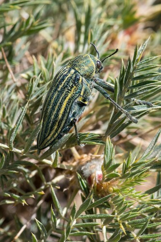 Julodis andreae