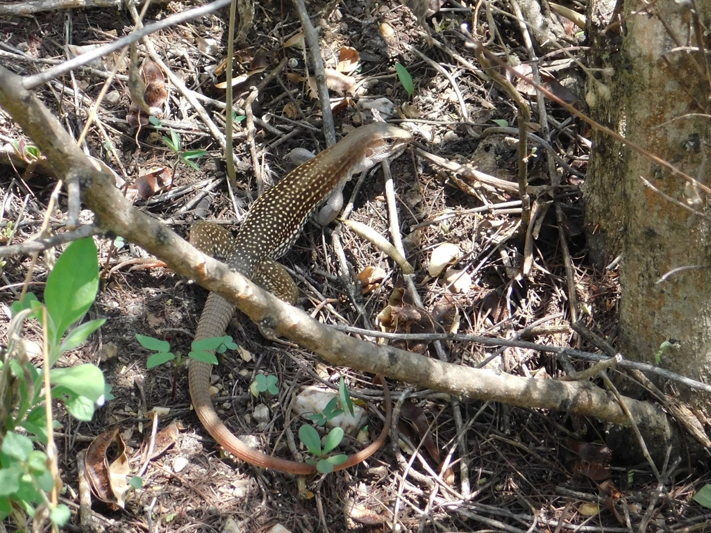 Giant Whiptail from Totogalpa, Nicaragua on March 31, 2024 at 11:06 AM ...