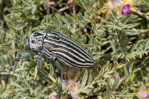 Julodis laevicostata