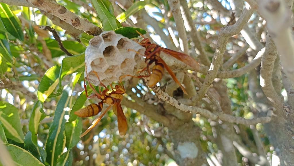 Typical Paper Wasps from 28420 Col., México on November 3, 2023 at 12: ...