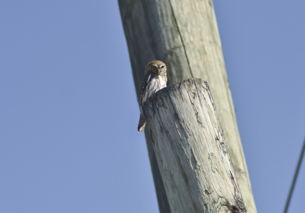 Ferruginous Pygmy-Owl from Cayo District, Belize on March 31, 2024 at ...