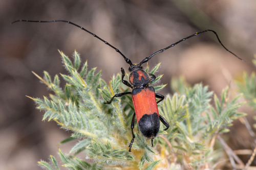 Purpuricenus desfontainii