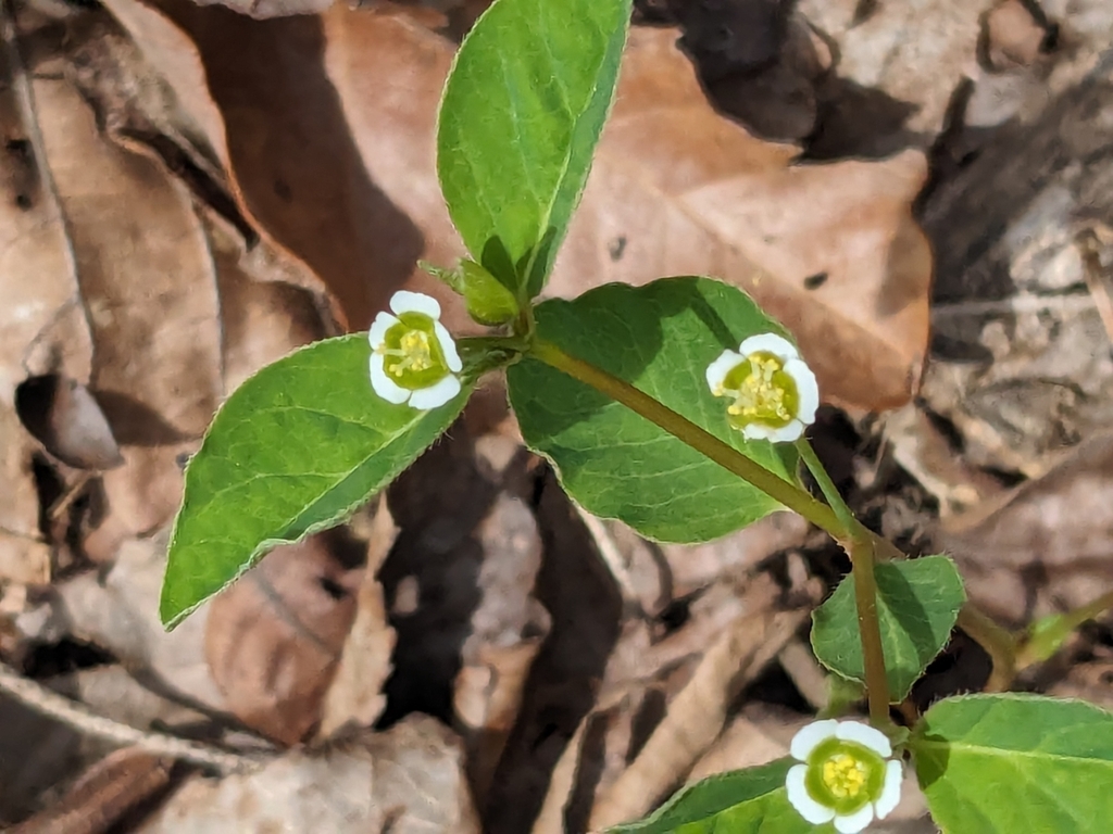 cumberland-spurge-from-jamestown-tn-38556-usa-on-march-31-2024-at-12