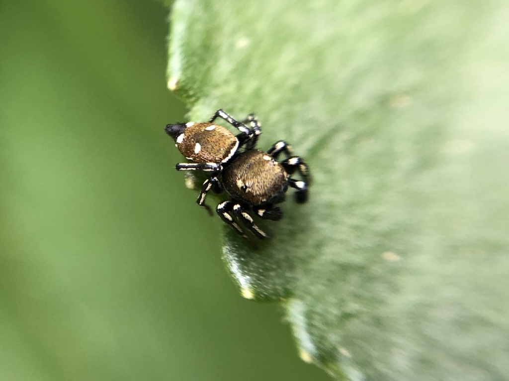 Heliophanus kochii from ulitsa Han Asparuh 44, Nova Zagora, Sliven, BG ...