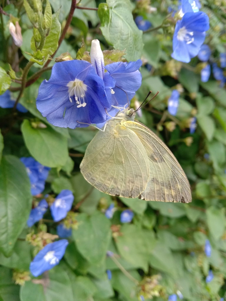 Lemon Migrant from Hr-4 Guest House Iiser, Ward No. 8, NCL Colony ...