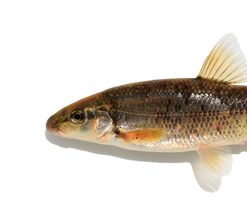 Largescale Stoneroller