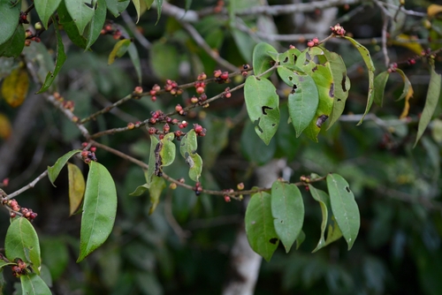 Eugenia venezuelensis