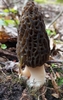 White Morel - Photo (c) Jakub Padała, all rights reserved, uploaded by Jakub Padała