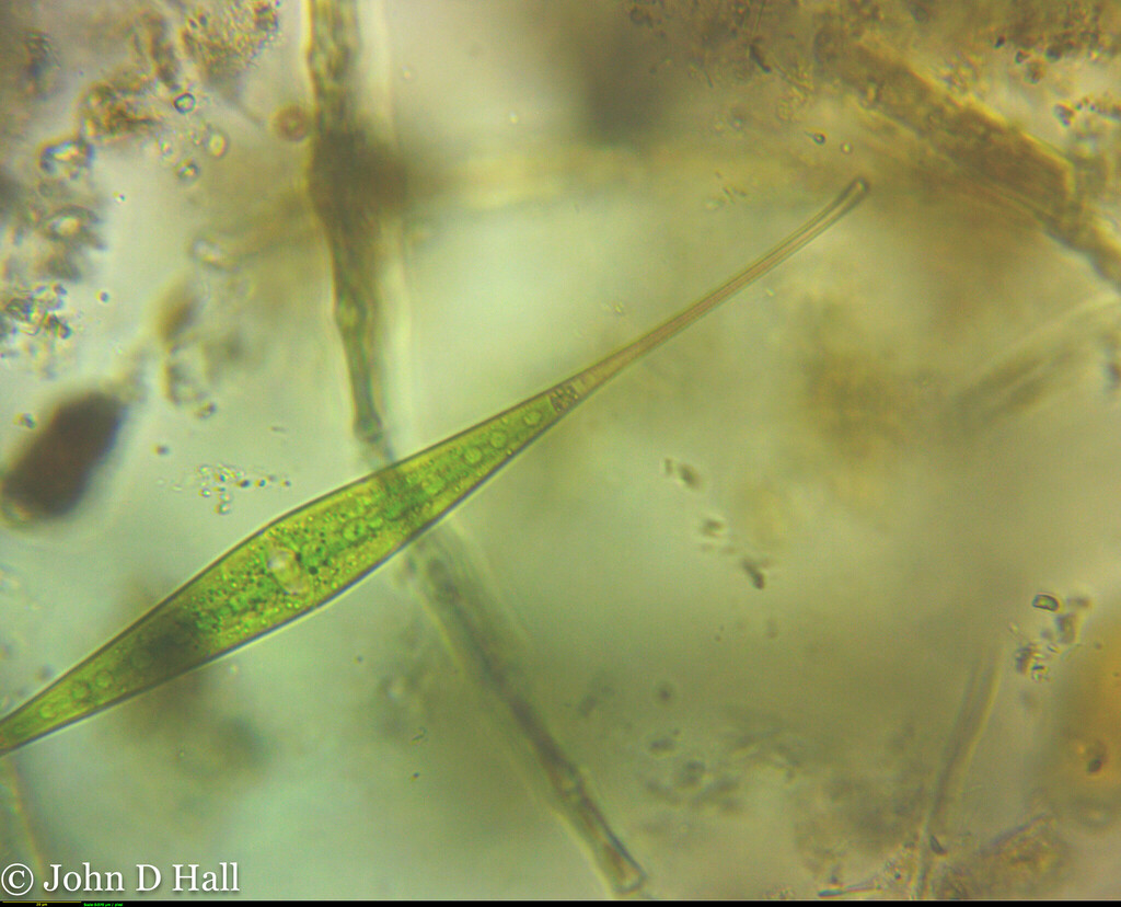 Closterium rostratum in March 2024 by johnbotany. ImageJ=1.53a unit ...