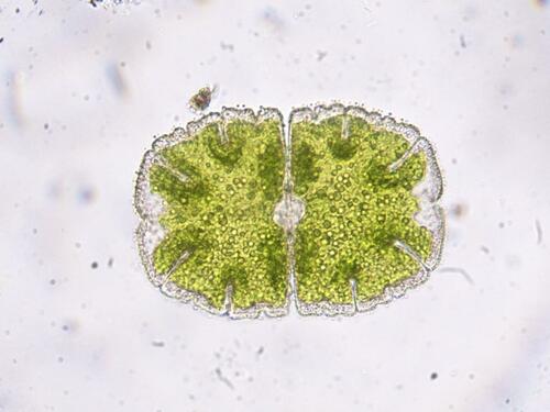 Micrasterias jenneri