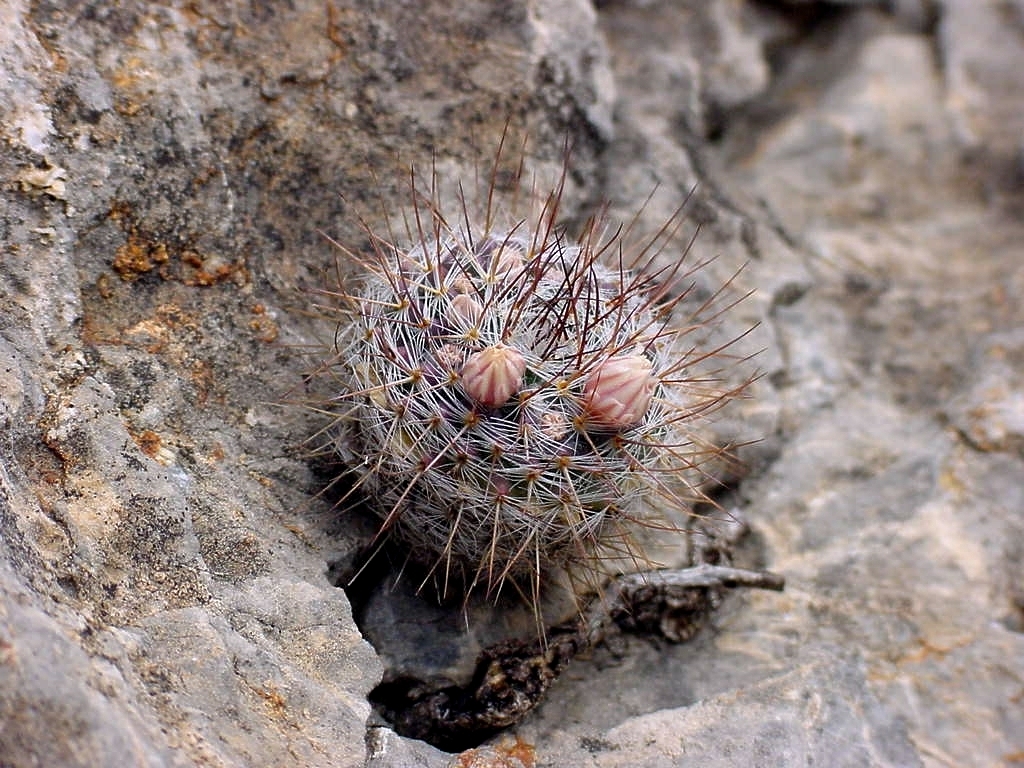 Mammillaria ritteriana  iNaturalist