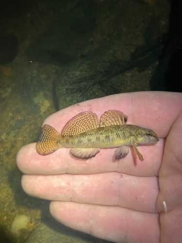 Northern Tessellated Darter